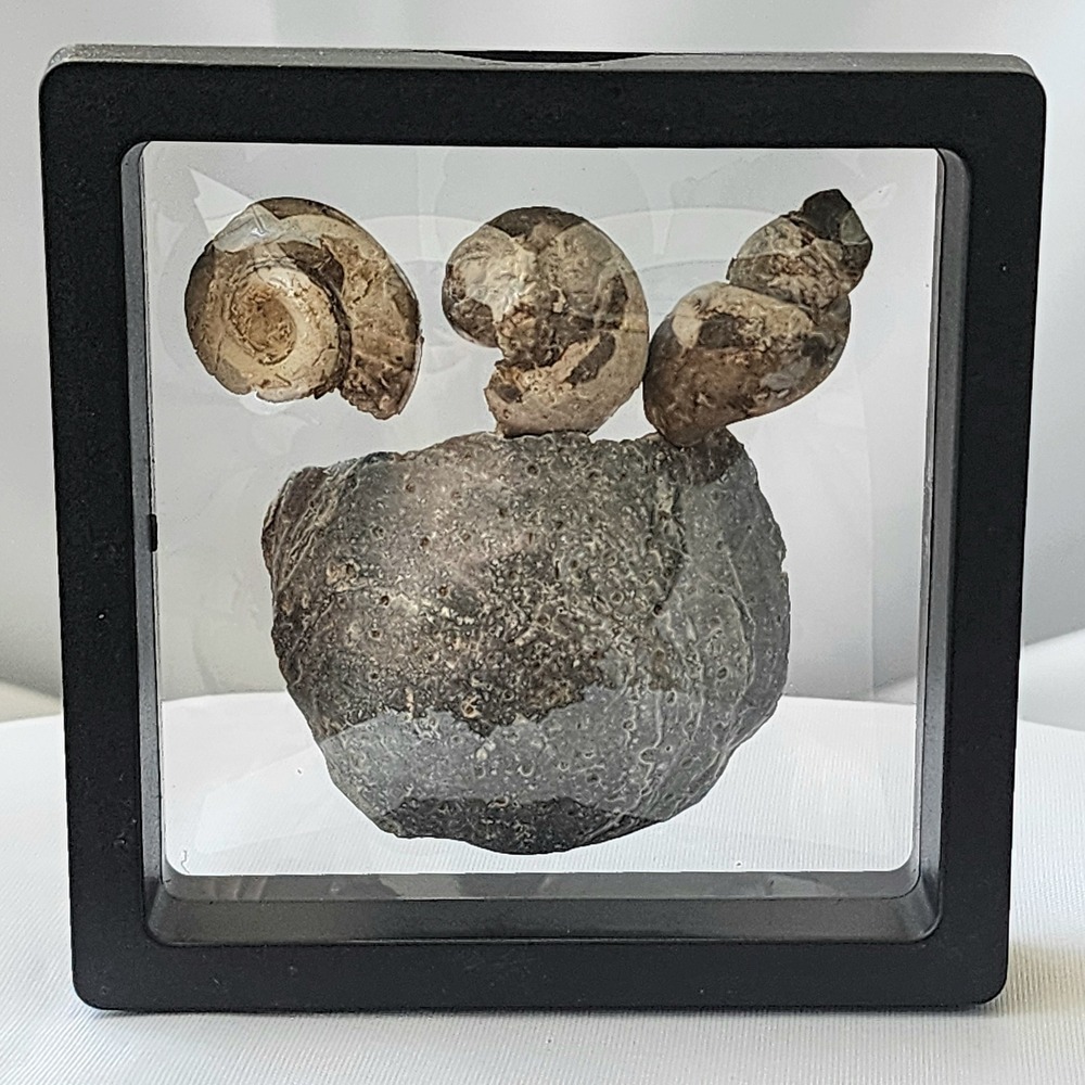 Late Cretaceous Period Ammolite‎ snail and mollusk Fossil Display Great Detail